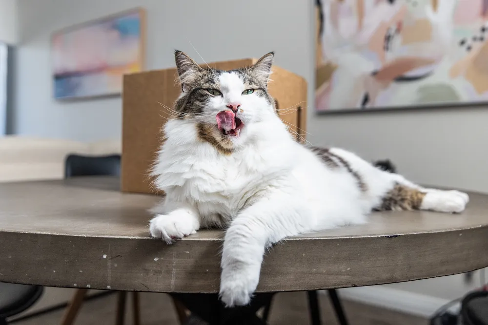 What Vegetables Can Cats Eat?